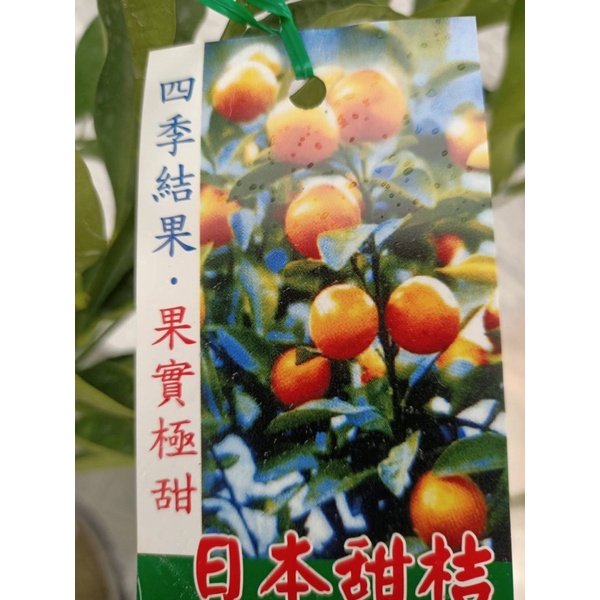 ★綠霖園藝★ 日本甜桔 🍊 嫁接苗高度約60公分 室內植物/景觀植物/新興果樹/水果樹苗/果苗/嫁接/植物/盆栽