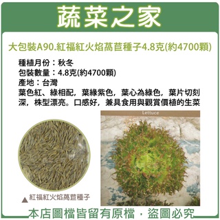 蔬菜之家滿額免運【00A90】大包裝.紅福紅火焰萵苣種子4.8克(約4700顆)