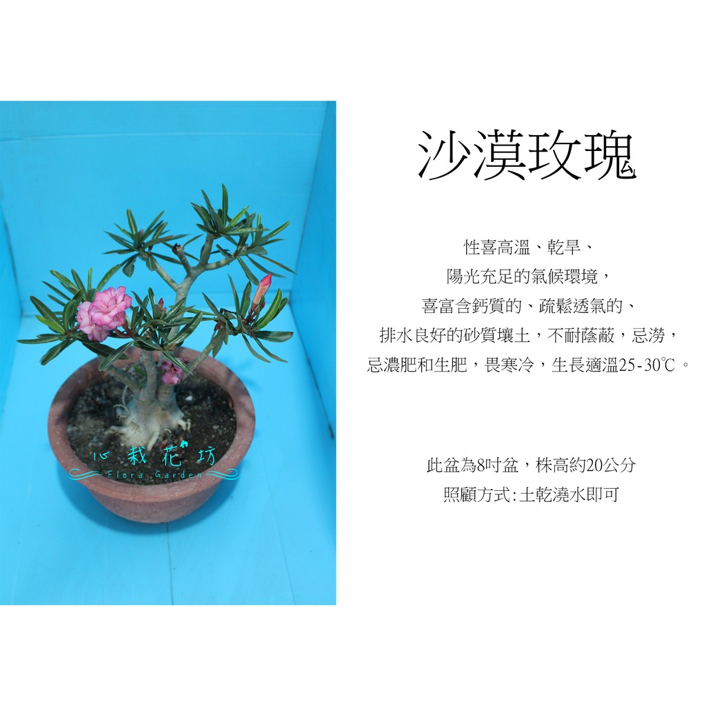 心栽花坊-沙漠玫瑰/8吋/不挑色/熱帶植物/觀花植物/多肉植物/售價280特價230