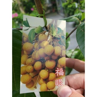 李家果苗 福眼龍眼 5吋盆 靠接苗 高度70-80公分 單價300元 特價260元