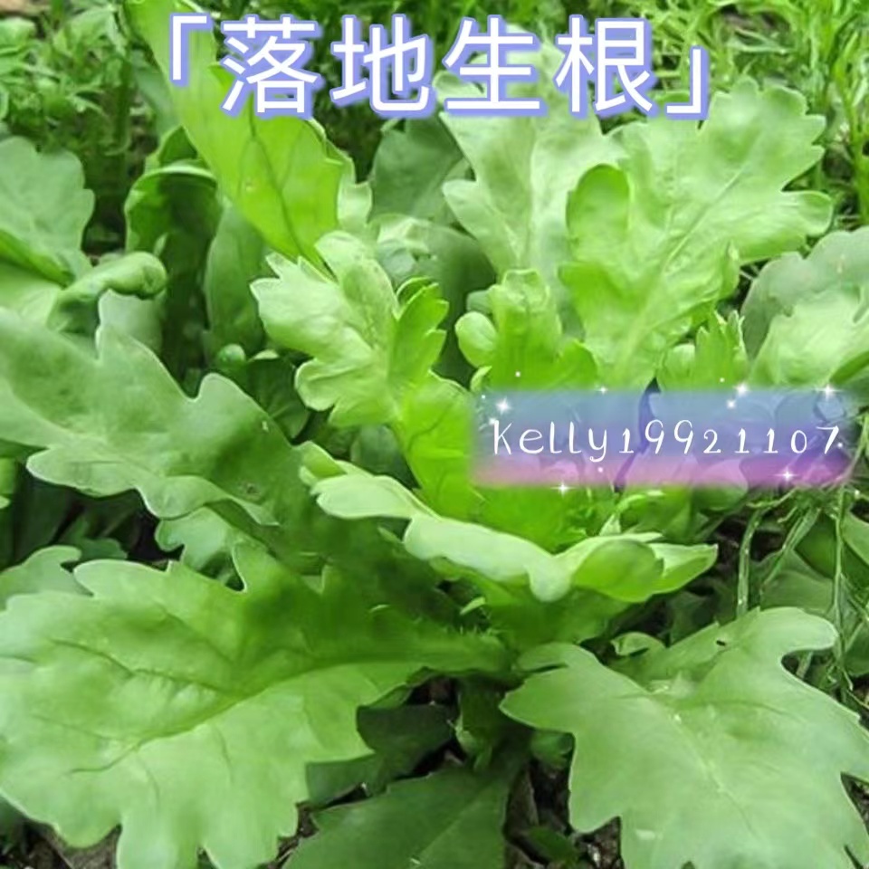 【落地生根】蔬菜種子 大葉茼蒿種子 小葉茼蒿種子 茼蒿種子 中葉茼蒿 日本春菊種 新品種 皇帝菜種子