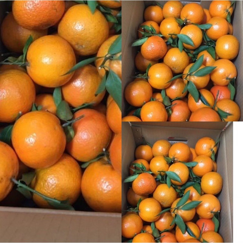 進口的桶柑 橘子 無籽桶柑一件10斤