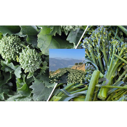 高山日本種青花筍開賣囉 終於長大了種在海拔1500 1600之間長成 喝天然山泉水長大 10斤 產期 12 3月 蝦皮購物