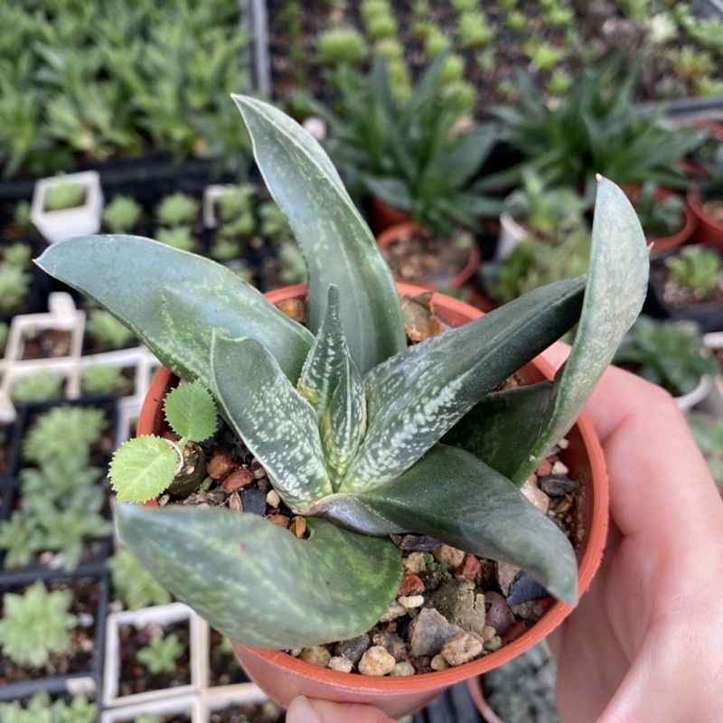 紅瓦仙肉屋赤不動 多肉植物 百合 一物一拍編號 5 蝦皮購物