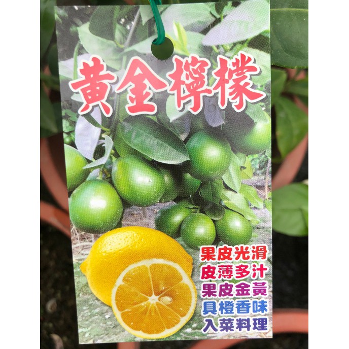 花囍園_水果苗--黃金檸檬--新品種~富含維生素C/7吋