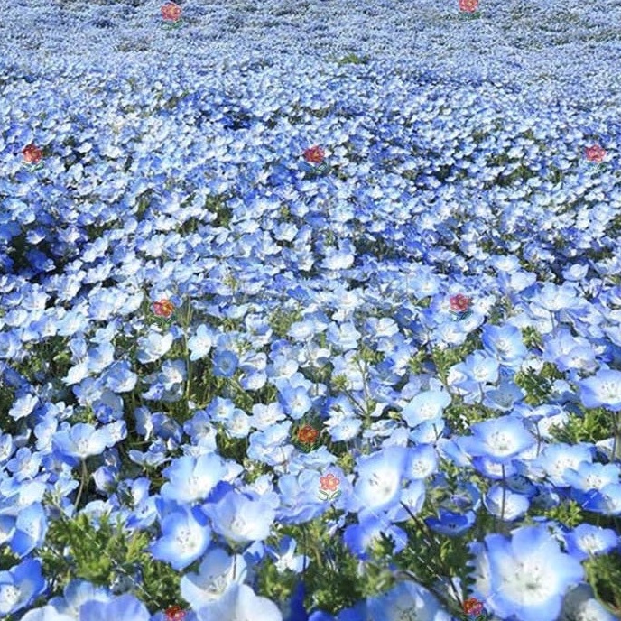 小鮮肉肉 喜林草 藍 丸粒化種子 10粒裝 粉蝶花藍蝶花陽台庭院盆栽花卉植物 蝦皮購物