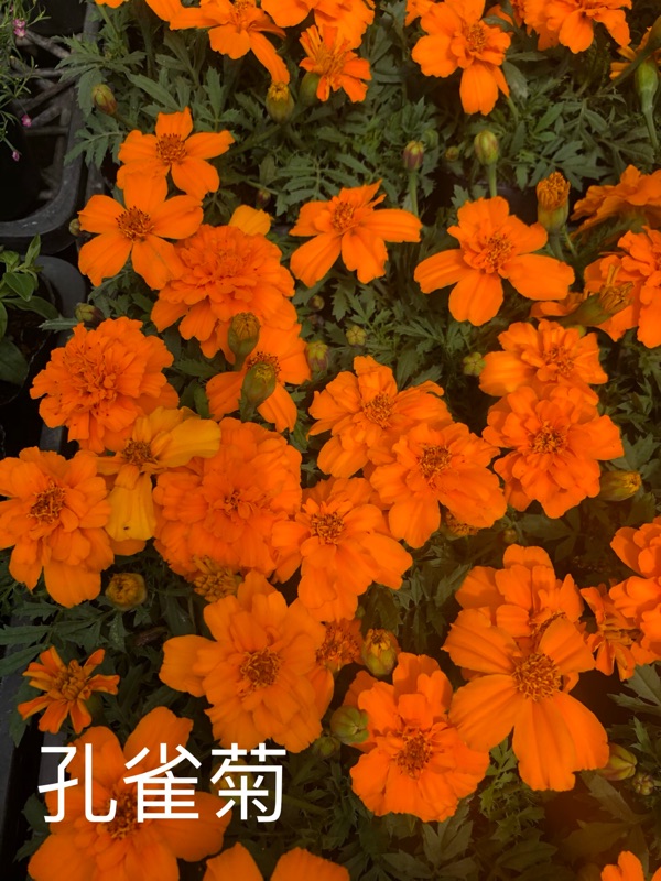 孔雀菊 4吋軟盆 蝦皮購物