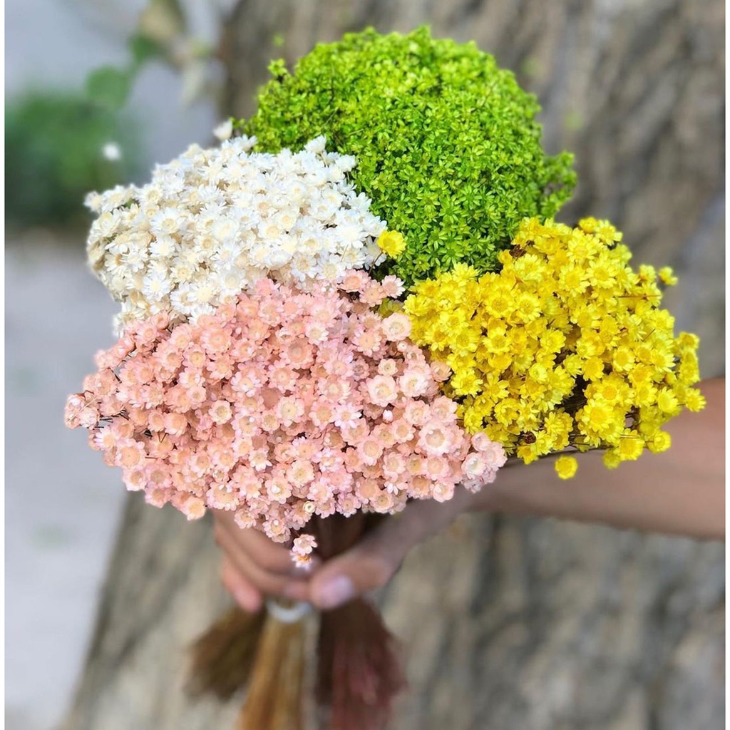 小源永生花 巴西小菊天星菊乾燥花巴西進口快樂花思緒花小菊花束盆花攝影道具新娘捧花乾燥花束乾燥花 蝦皮購物