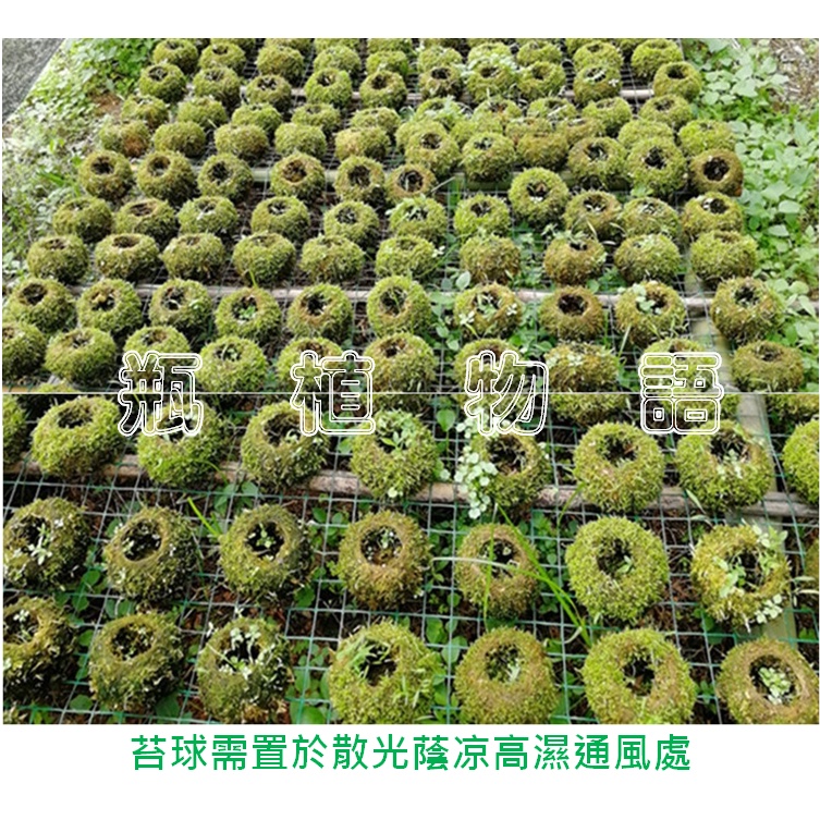 現貨商品活体苔玉苔球苔蘚球園藝 苔蘚花盆花器景觀瓶草皮diy微景觀生態瓶青苔球苔蘚小品盆栽迷你盆栽 蝦皮購物