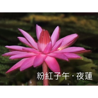 白睡蓮 優惠推薦 21年11月 蝦皮購物台灣