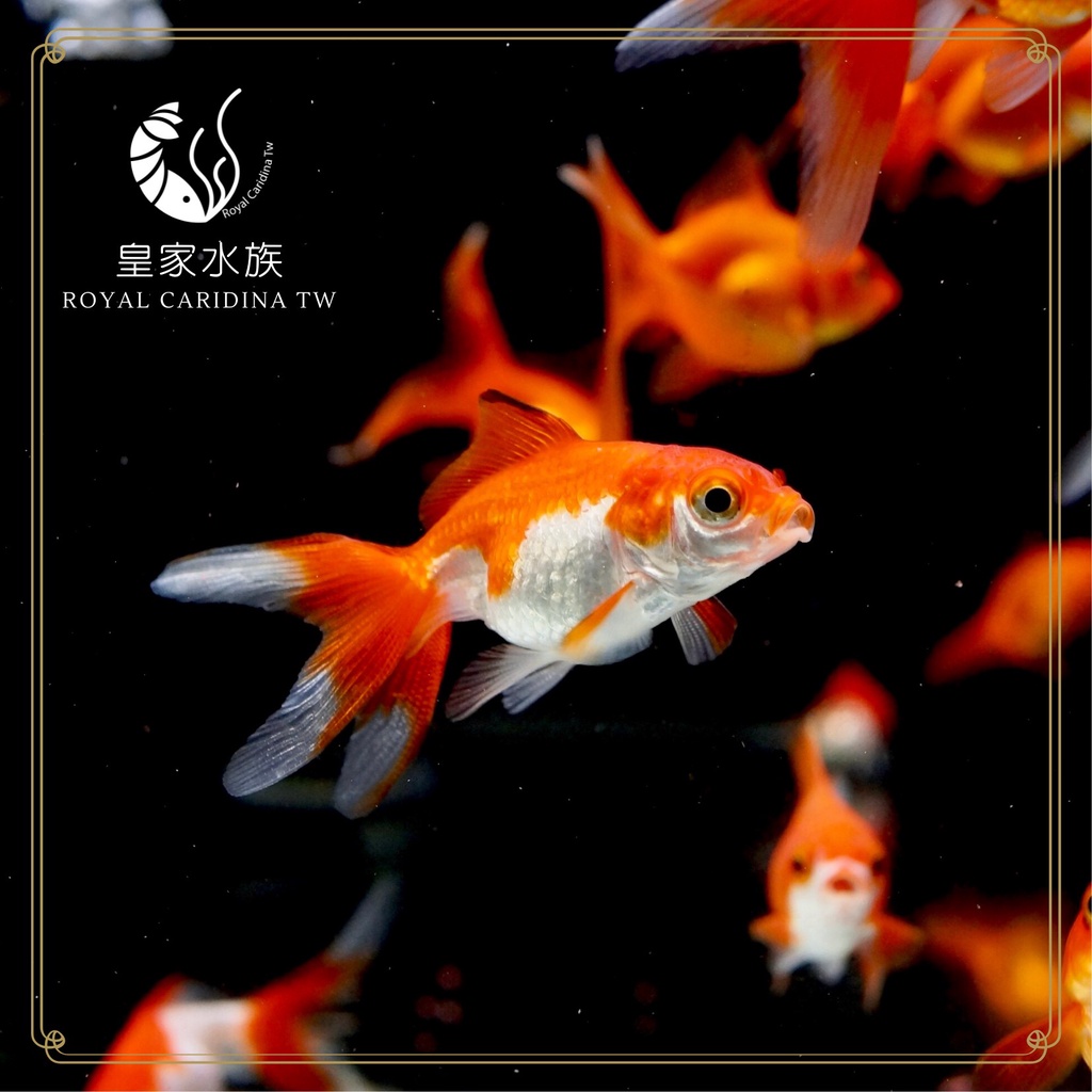 金獅頭在拍賣的價格推薦 22年3月 比價比個夠biggo
