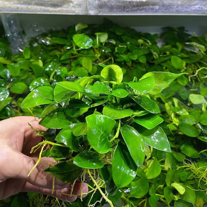 馬克水族 嚴選迷你小榕 真水草 前景草 陰性水草 小榕 蝦皮購物