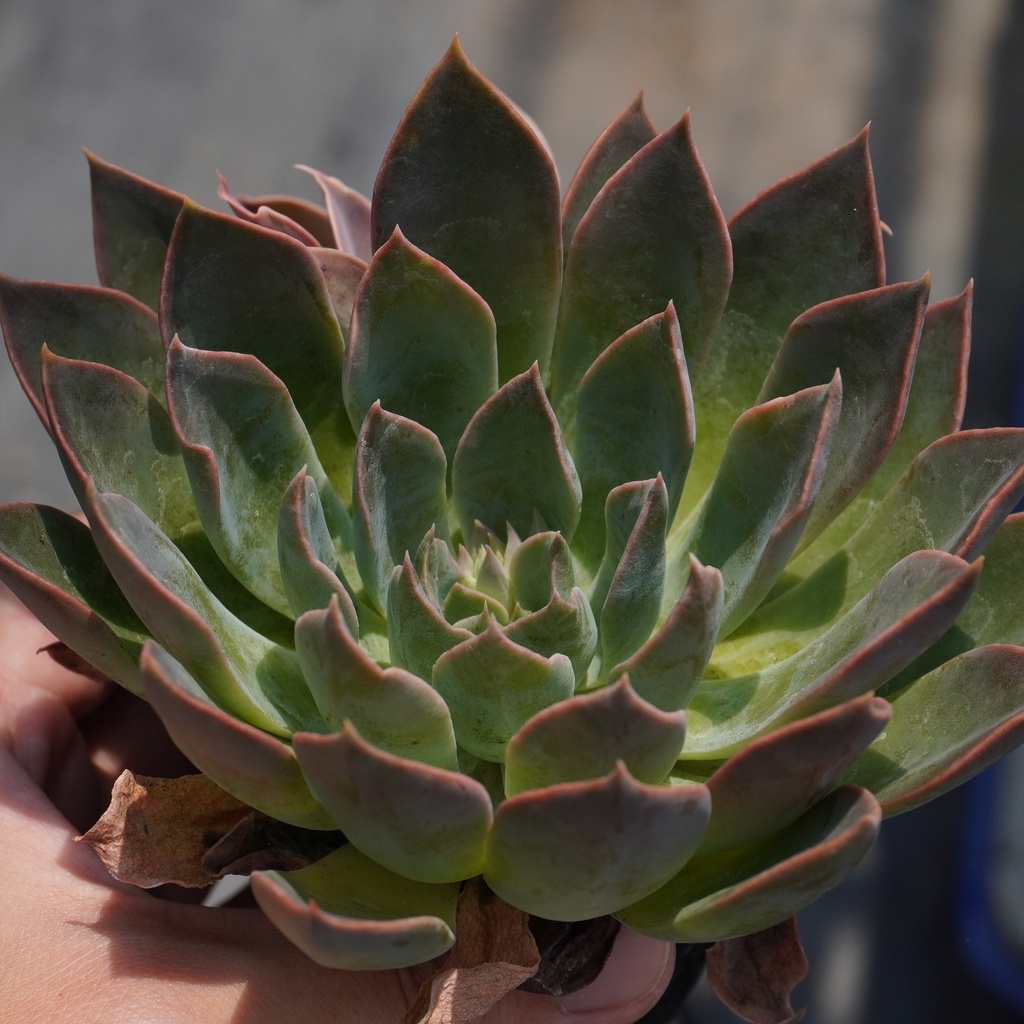 08.31 波瑰娜x黑騎士 景天科 Echeveria 多肉植物 詠詠多肉