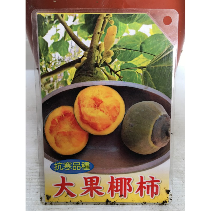 花囍園 水果苗 大果椰柿 黃果肉 實生 香甜多汁 抗寒的品種 6 7吋高約25 30cm 售6000特價5600 蝦皮購物