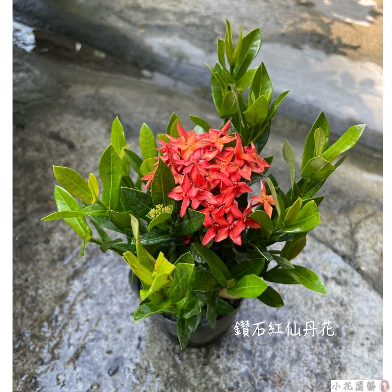 小花園藝 矮紅仙丹 紅仙丹花 3吋盆 $40