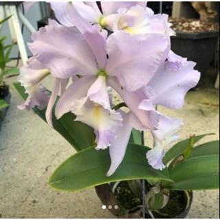 大眾蘭園 嘉德利雅蘭 C. Sea Breeze Fellerants pride 海洋微風