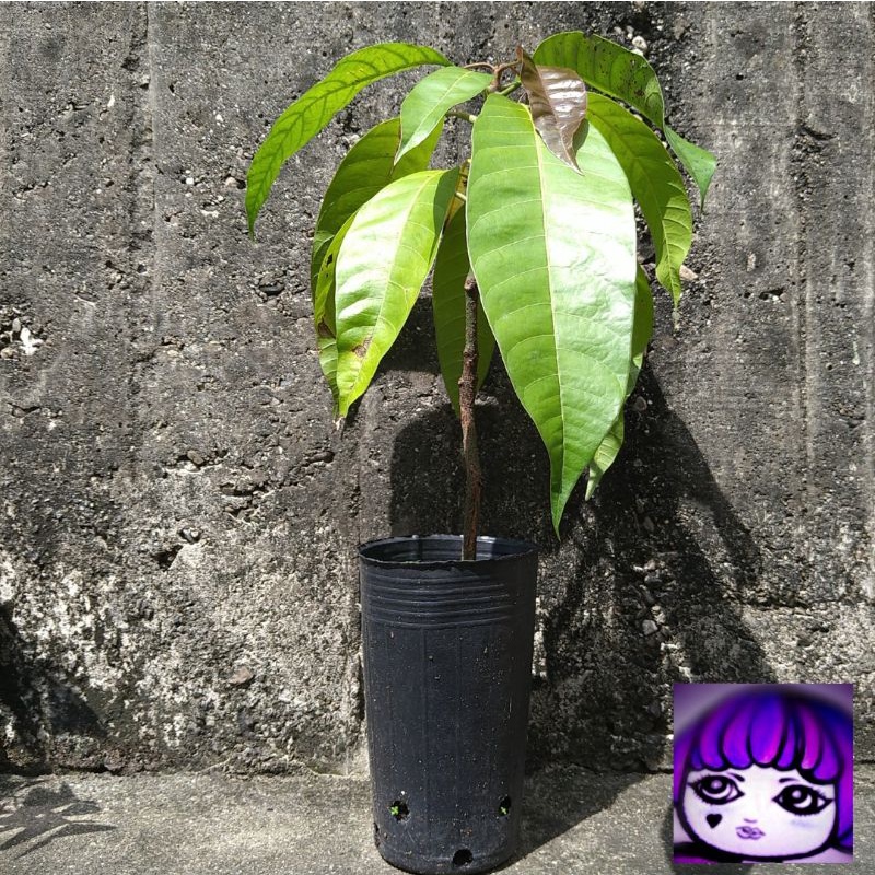 烏香芒果 3吋盆的1年實生苗