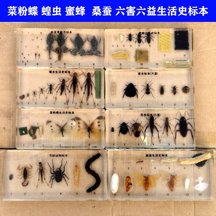 植物昆蟲蝴蝶生活史標本真蟲蜻蜓桑蠶學生科普教育標本蜜蜂蝗蟲蛙 蝦皮購物
