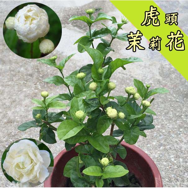 勿直接下標虎頭茉莉玫瑰茉莉重瓣茉莉茉莉花茉莉盆栽花苗樹苗重瓣茉莉花苗花茶香花茉莉路邊攤俱樂部 蝦皮購物