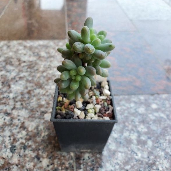 多肉植物乙女心觀賞植物開花作物有根多肉一物一拍 蝦皮購物