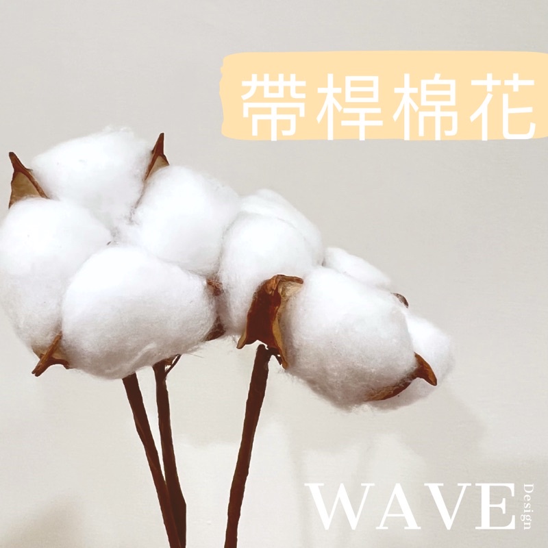 《WAVE Design》現貨 鐵絲棉花 帶桿棉花 乾燥花材 不凋花 永生花 乾燥花材 天然乾燥花 植物果實 棉花 花束