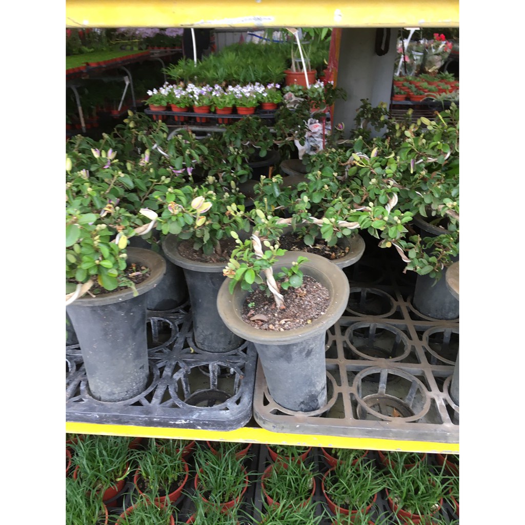 一禪種苗園 花色豔美 造型水蓮木 睡蓮木 手工雕塑盆栽 4吋盆 蝦皮購物
