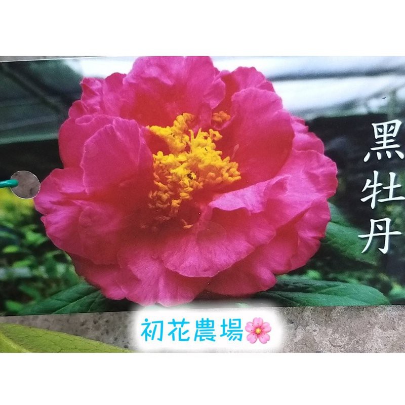 初花農場|茶花(黑牡丹)|3.5吋盆|----定價100特價80