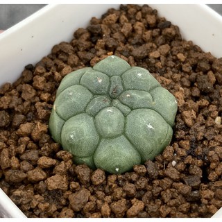 🌵✧植得栽✦【乳疣龜甲兜】仙人掌 Cactaceae 多肉 實生 療育 塊根 淨化空氣 風水 防小人