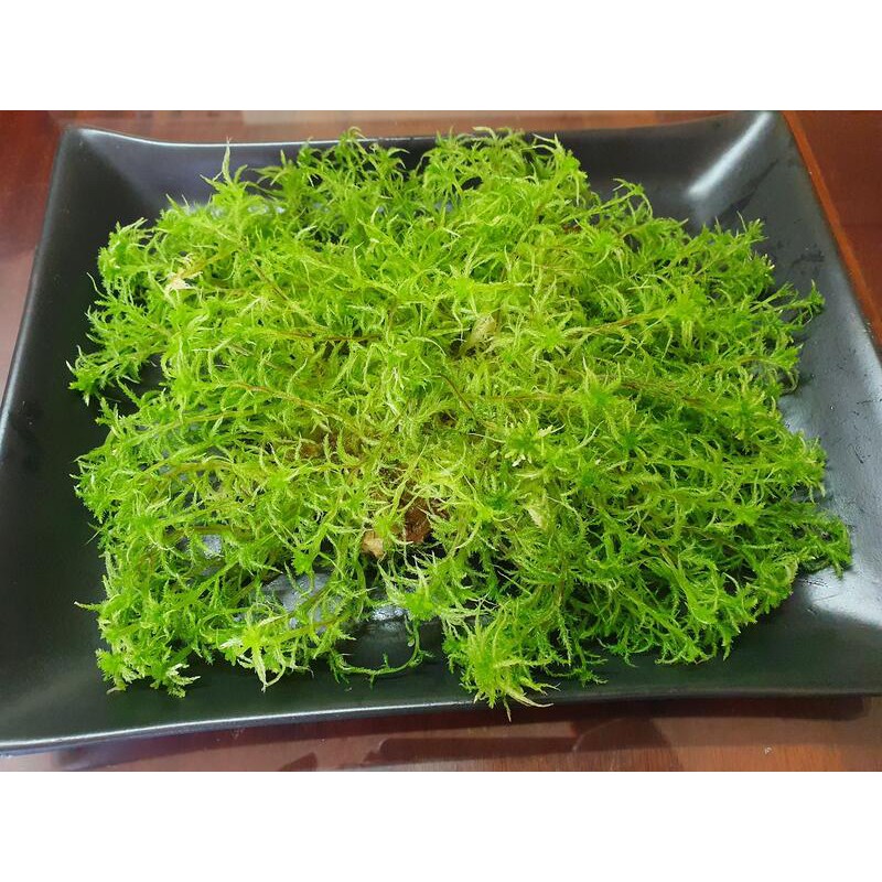 活水苔 水草 泥炭蘚 盒裝18 11cm 買就送濾掛式咖啡1包 蝦皮購物