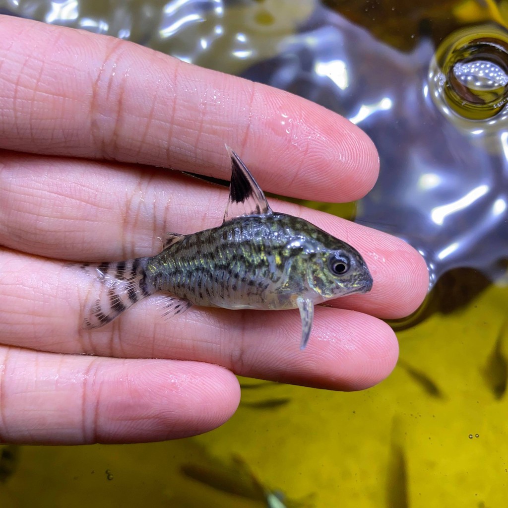 鼠類c屬魚小型魚合集活餌哥倫比亞煙圈鼠弓箭鼠大花網鼠小花網鼠阿卡西鼠黑豆豹鼠紅黑帶鼠