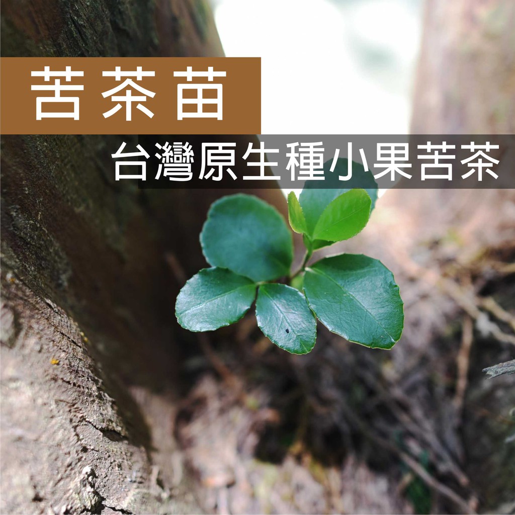 大地農場。台灣原生種【細葉山茶小果苦茶苗】5棵一束。苦茶苗、樹苗、各種苗木