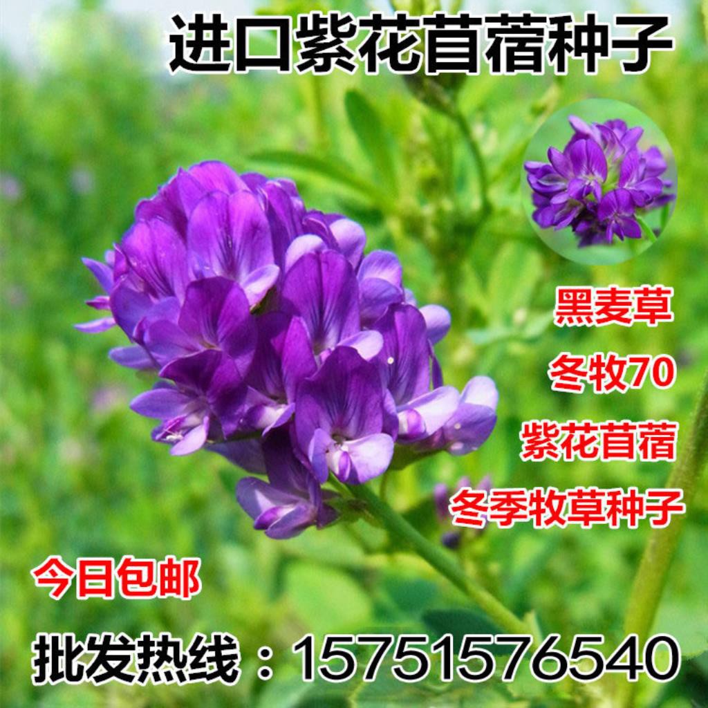 新品 進口紫花苜蓿種子牧草苜蓿草種子南方北方多年生耐寒黑麥草牛羊兔 蝦皮購物