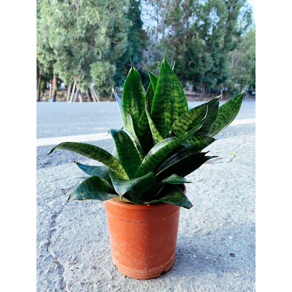 【花無缺❶號】綠化植物 ⚇龍紋短葉虎尾蘭⚉ 5吋盆