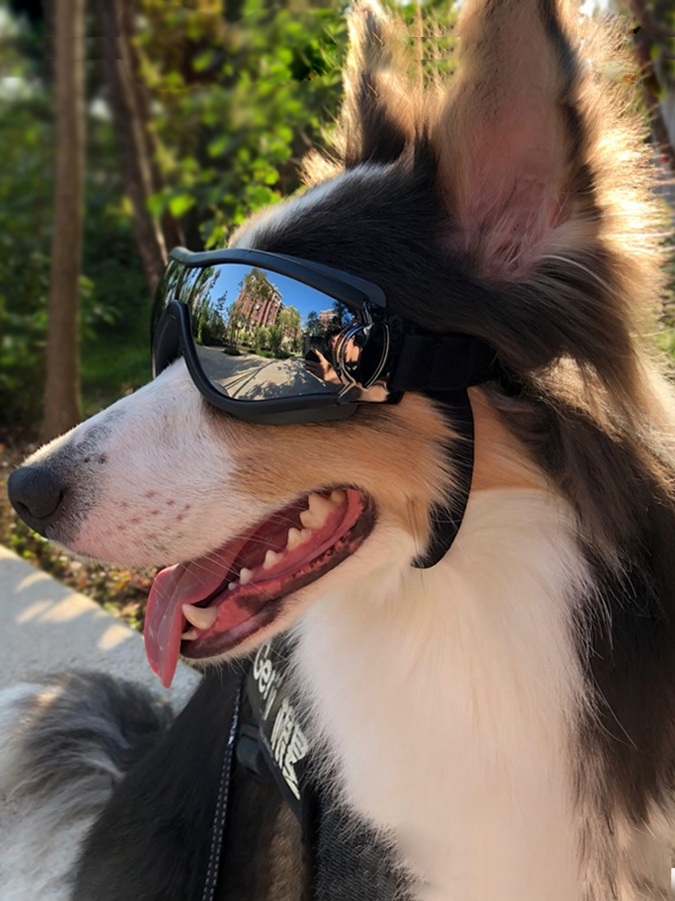 犬眼鏡 優惠推薦 21年4月 蝦皮購物台灣