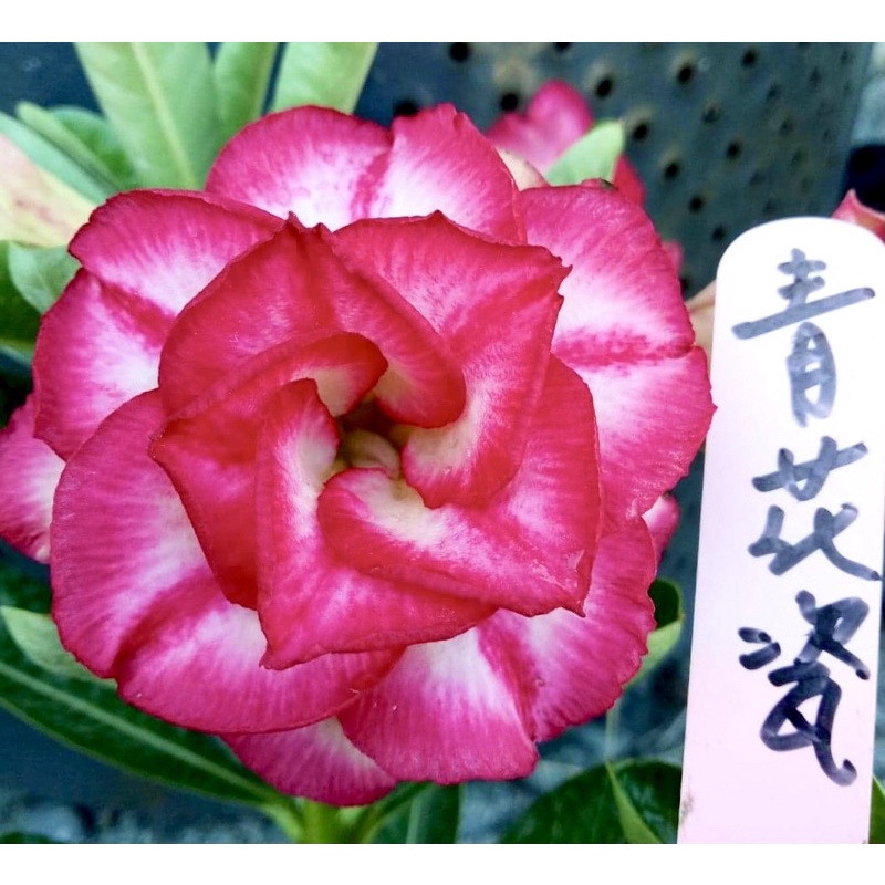 青花瓷：沙漠玫瑰🌹花夢坊🌹富貴花、風水樹、夏天最美的花、圓滿可愛的花型、漂亮鮮艷的顏色