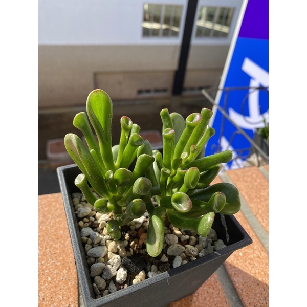 多肉植物 筒葉花月 史瑞克耳朵 發財樹 蝦皮購物
