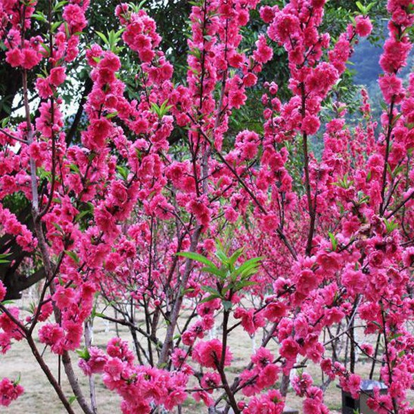 花花仙子 碧桃種子千葉桃花觀賞桃花種子桃樹綠化風景樹盆栽種子 蝦皮購物