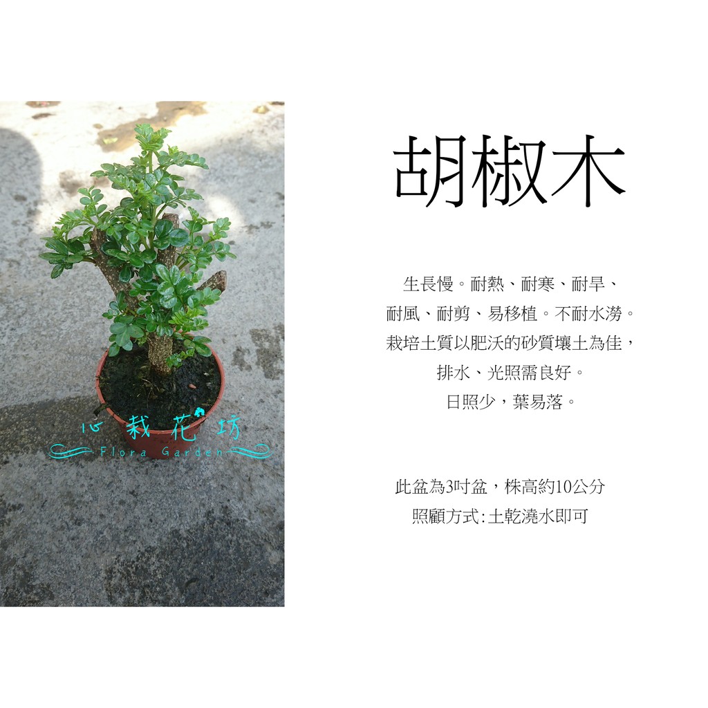 心栽花坊-胡椒木/3吋/小品/觀賞小盆栽/綠化植物/售價60特價50