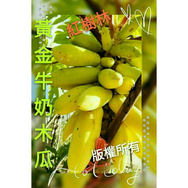【紅樹林】黄金牛奶木瓜種子 ~每份5粒
