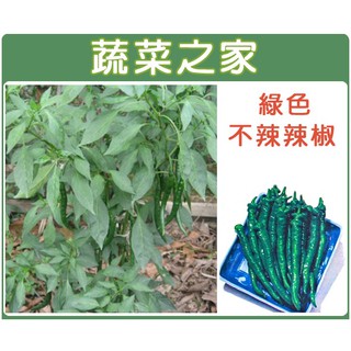 【蔬菜之家滿額免運】大包裝G03.綠色不辣辣椒(小青龍. 伏見甘長甜辣椒)種子500顆