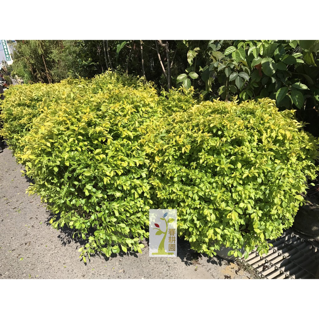 金露花球型8吋盆高60 寬60 多款尺寸大量另有優惠 綠籬庭園樹 綠化植物 蝴蝶蜜源植物 春耕種苗園 蝦皮購物