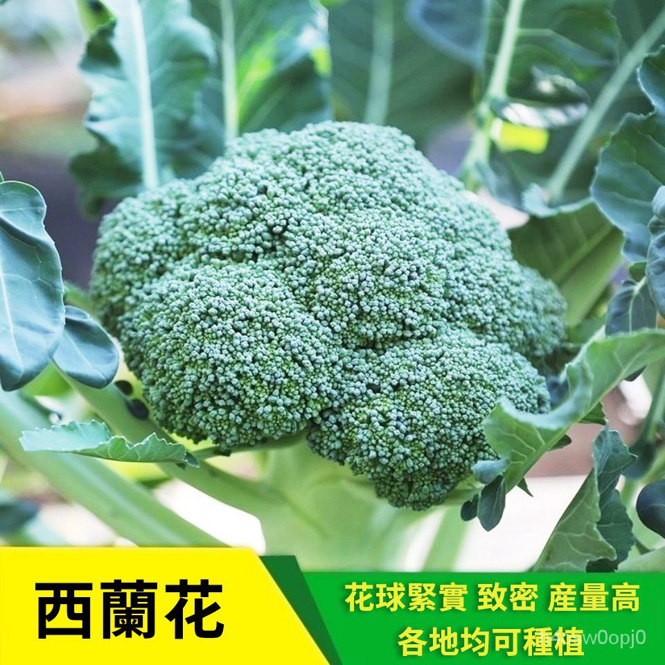 菜農之家 青花菜西蘭花青花椰菜四季播種蔬菜種子 原裝分包 可教種植 蝦皮購物