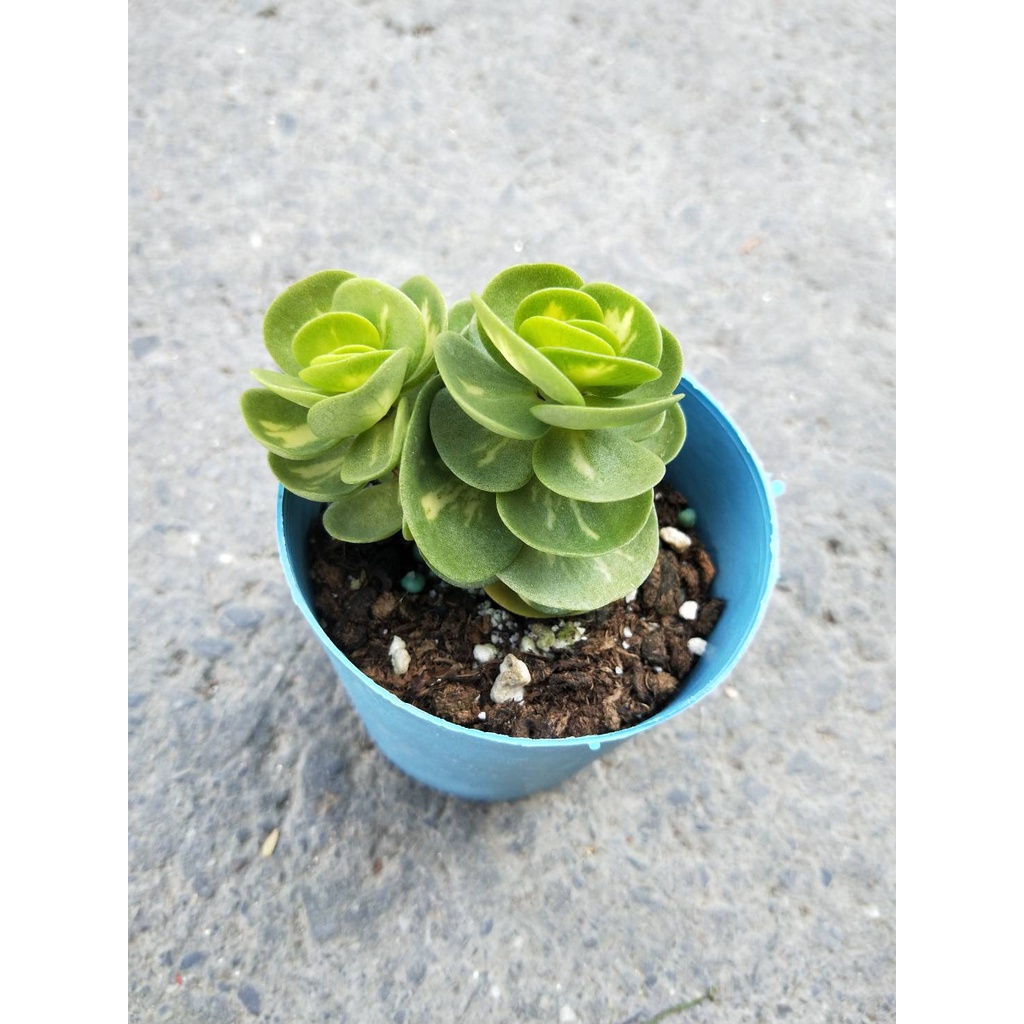 花園植物工坊♥多肉植物♥雲葉聚財錦(雲葉古木錦)♥3吋盆♥