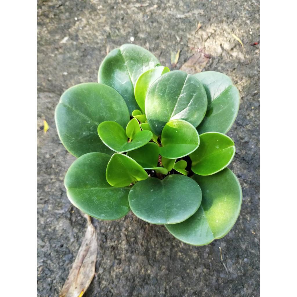 花精靈植物的家 觀賞 多年草本 圓葉椒草 3吋 高5 10公分 淨化空氣前十強 蝦皮購物