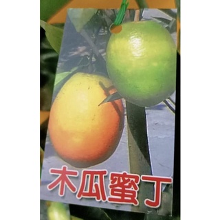 ★綠霖園藝★木瓜蜜丁嫁接苗高度70公分 觀賞植物/水果樹苗/新興果樹/果苗/嫁接/植物/盆栽