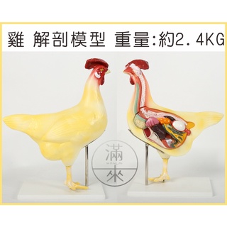 可開發票 母雞/魚/青蛙 解剖 模型 動物解剖學 生物學器材 模擬解剖生物 醫學教學模型 動物模型獸醫標本ARAF客滿來