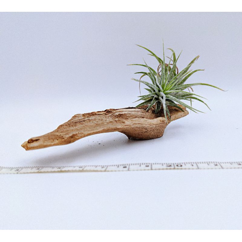 多肉植物空氣鳳梨造景流木s號 蝦皮購物