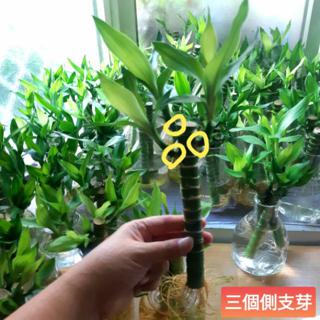 限量側支芽 蓮花竹觀音竹荷花竹超夯水耕植物插水即可活 水之舞坊 蝦皮購物