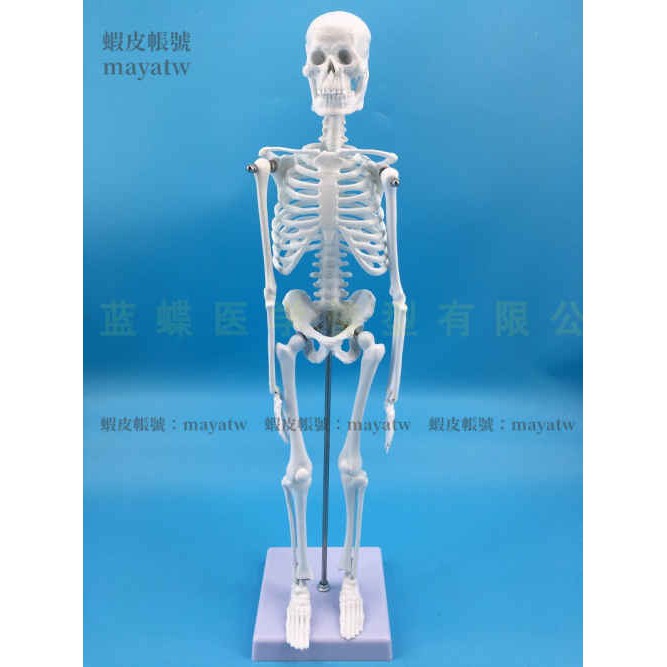 (MD-B_1389)人骨架標本模型 人體骨骼模型45CM 髏骼骨頭 人體模型示教模型