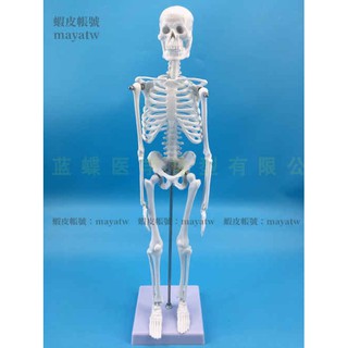 (MD-B_1524)人體骨骼模型45CM骨架模型 人體脊柱模型脊椎模型醫學骨骼骷髏